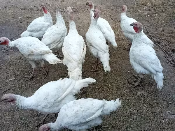 Turkeys — Armenien