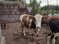 Ցուլ, Simmental cattle — լուսանկար 8