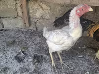 Chickens — լուսանկար 4
