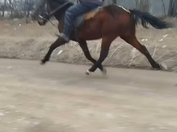 公马, Horses