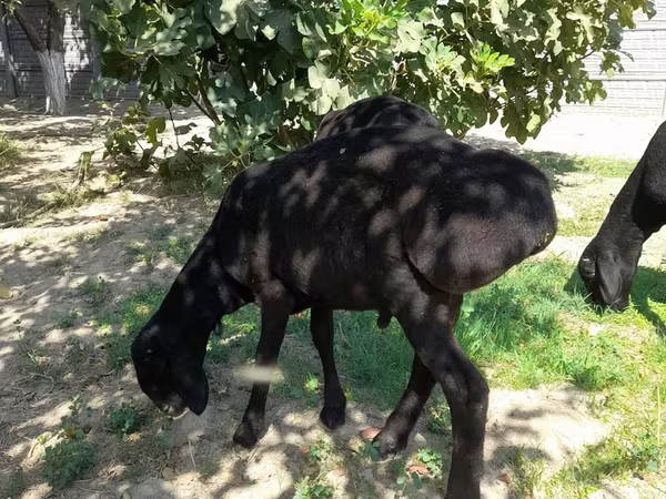 Кочкор, Койлор