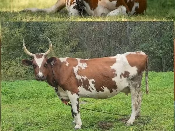 Cow, Ayrshire