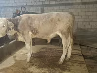 Bull, Simmental cattle — photo 1