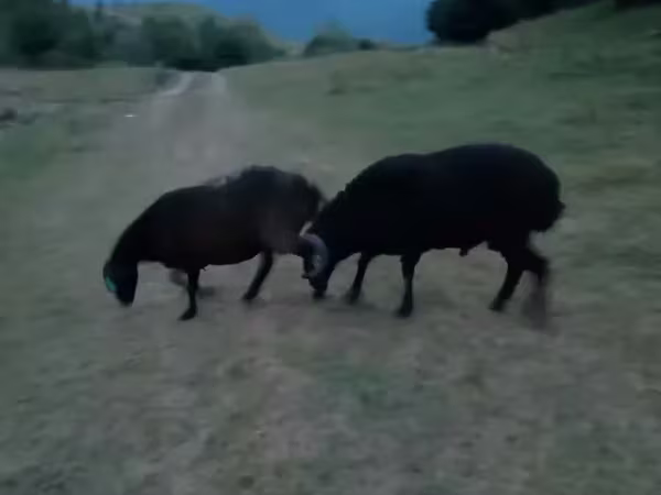 Խոյ, Ոչխարներ — Հայաստան