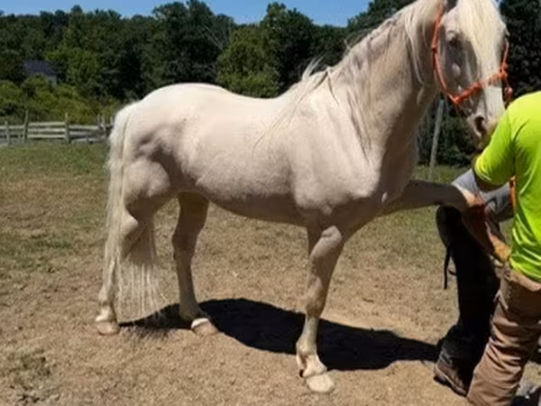 Ձի, Kentucky mountain daddle horse