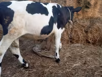 सांड, Russian Black pied cattle — फ़ोटो 6