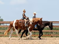 حصان, Pinto horses — الصورة 7