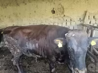 Ցուլ, Red Estonian cattle — լուսանկար 7