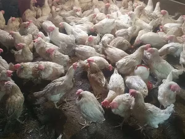 Chickens — Armenien