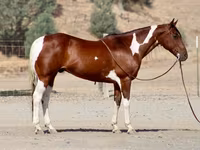 Hengst, American paint horse — Foto 1