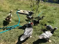 Ducks — Foto 1