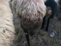 Խոյ, Blackheaded Persian sheep — լուսանկար 5