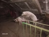 Էգ խոզ, Խոզեր — լուսանկար 1