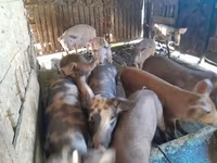 Säue, Schweine — Foto 2