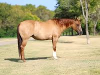 Stute, Quarter Horse — Foto 1