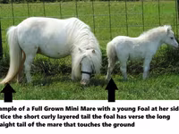 公马, Miniature horse — 照片 8