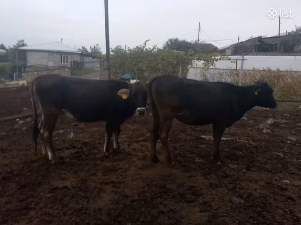 Cow, Cattle — Armenia
