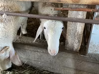 Қошқар, Assaf sheep — 2-сурет