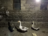 Geese — 2-сурет