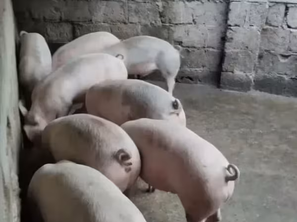 Էգ խոզ, Խոզեր — Հայաստան