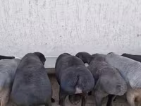 Խոյ, Arashan sheep — լուսանկար 2