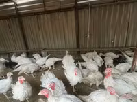 Turkeys — photo 1