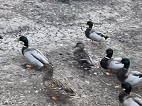 Ducks — फ़ोटो 5