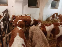 सांड, Simmental cattle — फ़ोटो 4