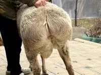 公羊, Sheep — 照片 5