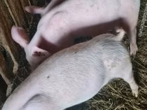मादा सूअर, Крупная белая