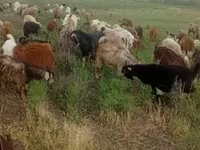 Էգ այծ, Այծեր — լուսանկար 1