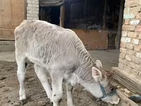 सांड, Swiss cattle — फ़ोटो 2