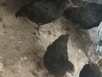 Ռոդ Այլենդ Ռեդ — լուսանկար 3