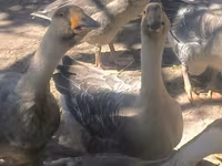 Geese — Foto 5