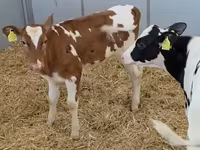 بقرة, Russian Black pied cattle — الصورة 5