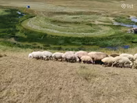Schaf, Balbas sheep — Foto 8