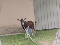 Էգ այծ, Alpine goat — լուսանկար 7