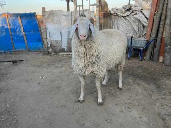 Carnero, Ovejas