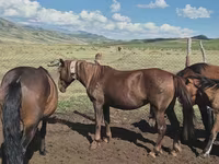 Էգ ձի, Ձիեր — լուսանկար 1
