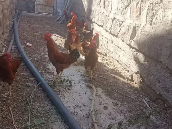 Chickens — Armenien