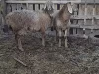 母羊, Arashan sheep — 照片 2