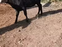 母牛, Cattle — 照片 5