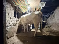 Կով, Ukrainian Brown Dairy Cattle — լուսանկար 4