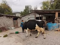 Cow, Holstein breed — photo 1