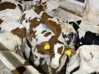 公牛, Simmental cattle — 照片 1
