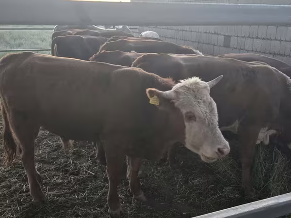 Bulle, Kasachische Weißkopfkuh