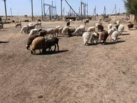 母羊, Edilbay sheep — 照片 8
