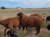 Ram, Karakul sheep — photo 4
