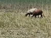 Sheep, Romanov sheep — photo 3