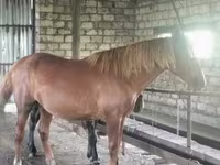 Hengst, Kustanai horse — Foto 2